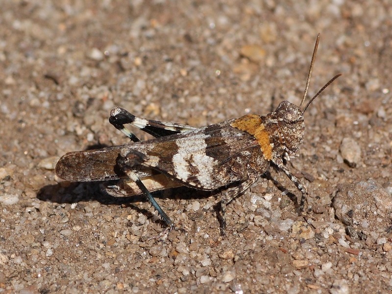 Bellissimo Acrididae: Oedipoda caerulescens caerulescens, maschio